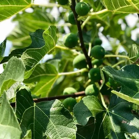 Peaceful House In Nature Nearby National Park Krka Semesterbostad