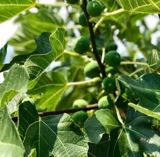 Peaceful House In Nature Nearby National Park Krka Holiday home