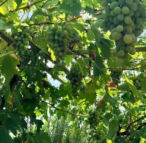 Peaceful House In Nature Nearby National Park Krka